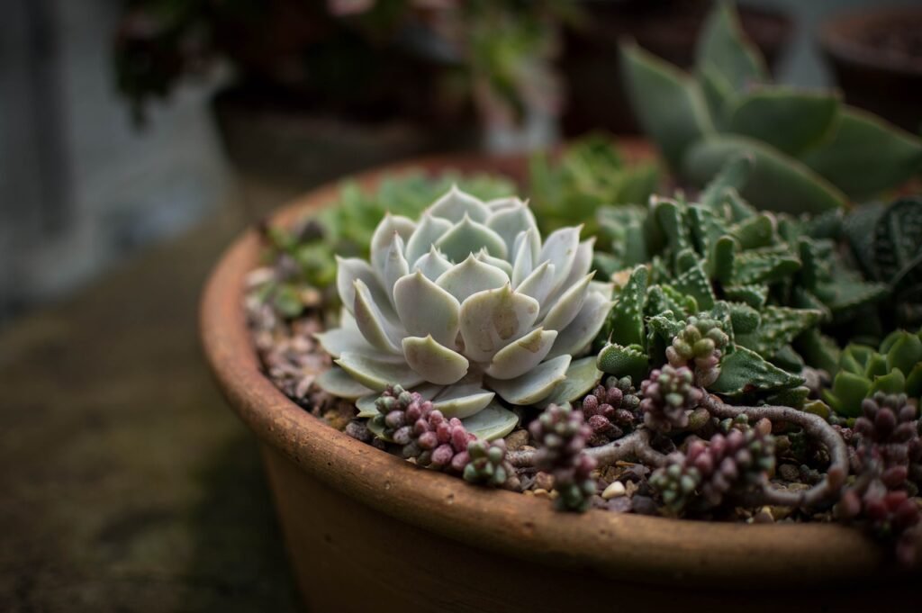 cacti, flora, flowers-1846147.jpg